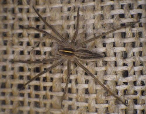Pisaura mirabilis